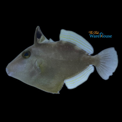 Masked Triggerfish (Sufflamen fraenatum)