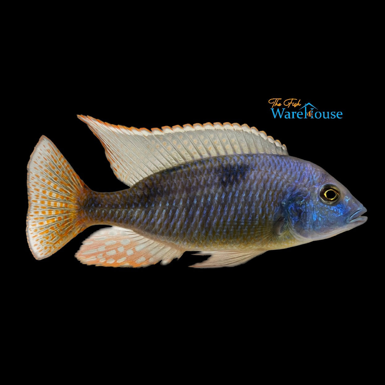 Giant Haplochromis (Hemitilapia oxyrhynchus)