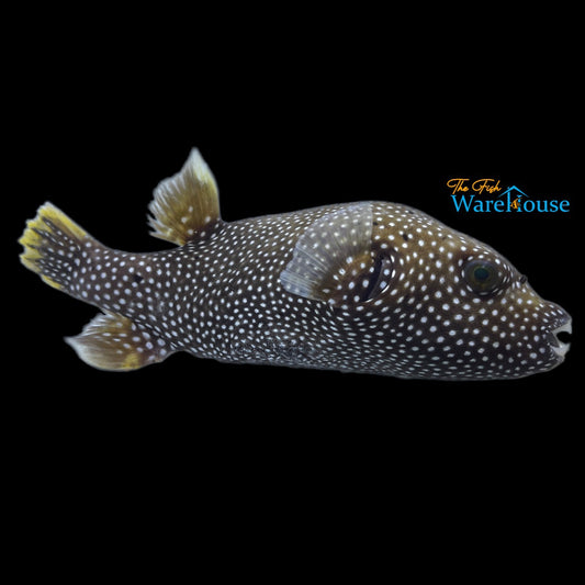 Guineafowl Puffer (Arothron meleagris)