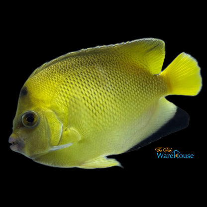 Armitage Angelfish (Apolemichthys armitagei)