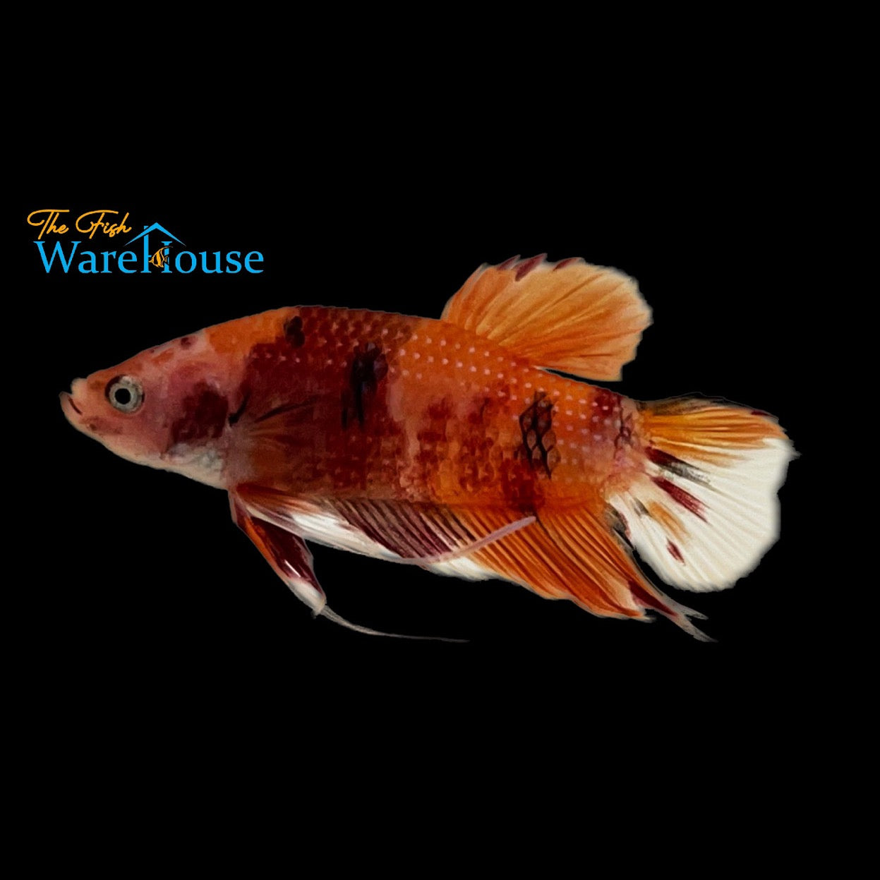 Giant Koi Plakat Betta - Male (Betta splendens)