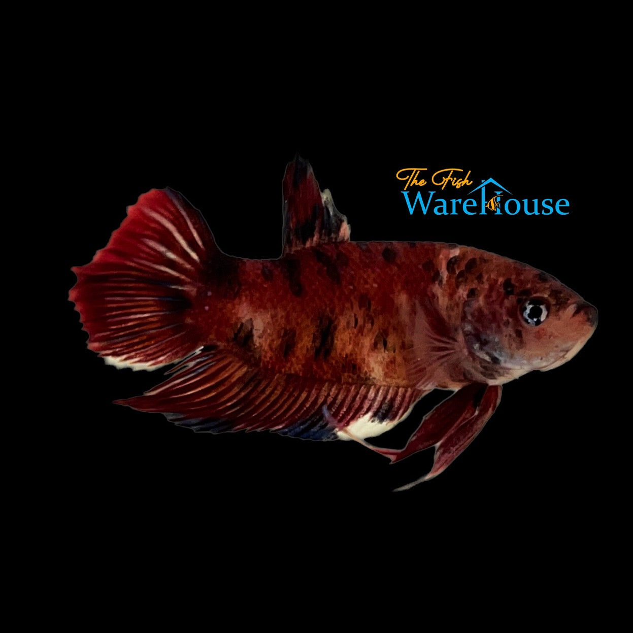 Giant Koi Plakat Betta - Male (Betta splendens)