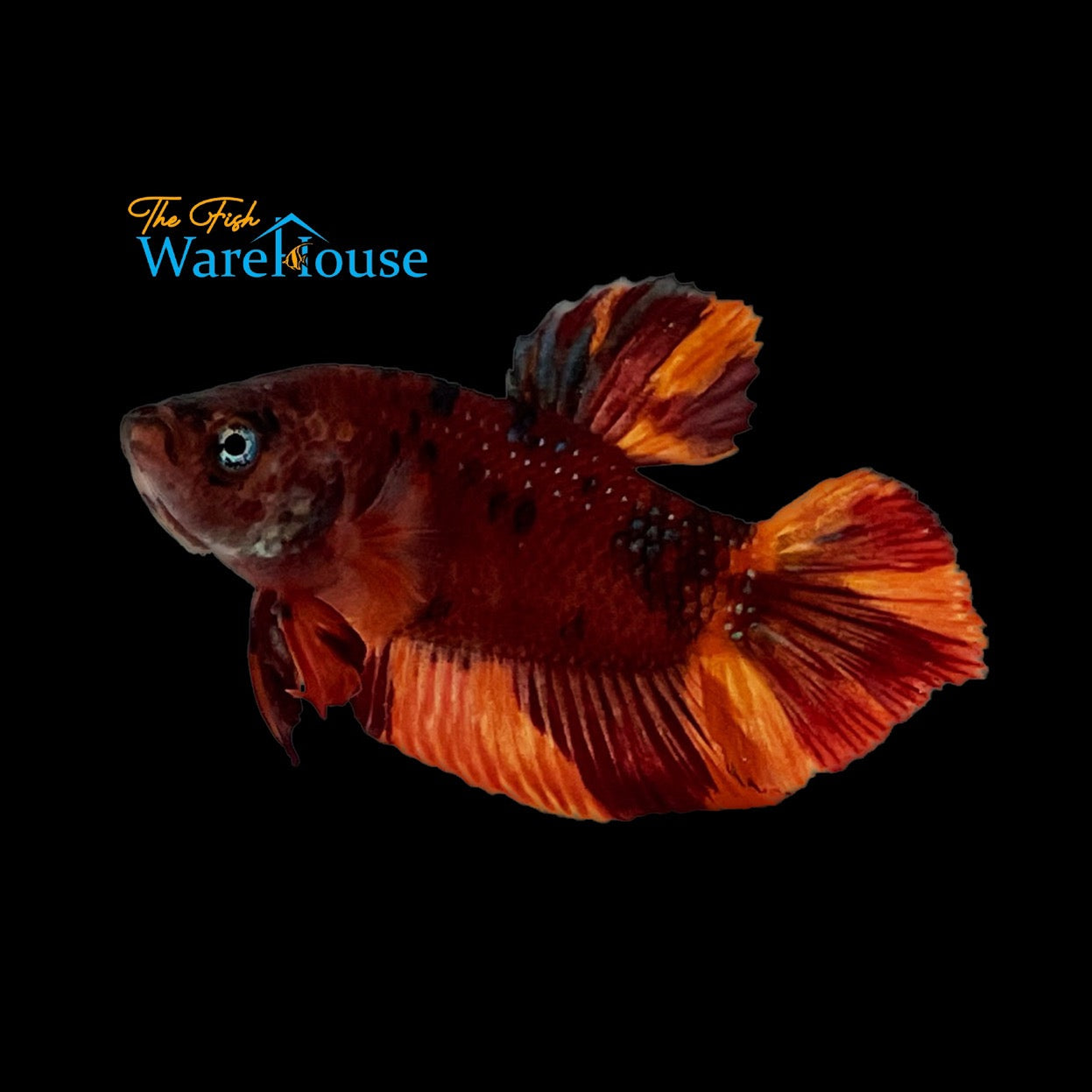 Giant Koi Plakat Betta - Male (Betta splendens)