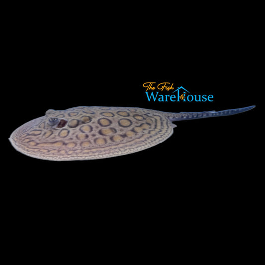 Royal Marble Motoro Stingray - Captive Bred (Potamotrygon motoro)