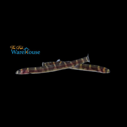 Giant Kuhli Loach (Pangio myersi)