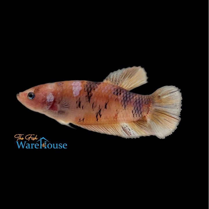 Giant Multicolor Plakat Betta - Male (Betta splendens)