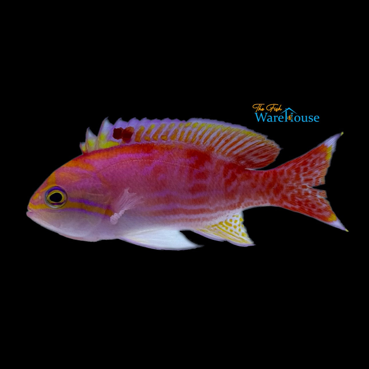 Bimaculatus Anthias (Pseudanthias bimaculatus)