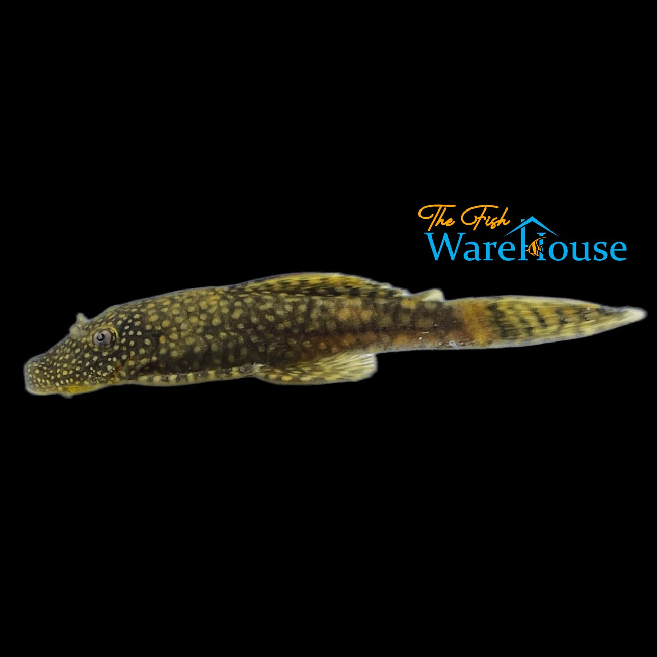 Lemondrop Bristlenose Pleco (Ancistrus sp.)