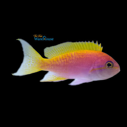 Bimaculatus Anthias (Pseudanthias bimaculatus)