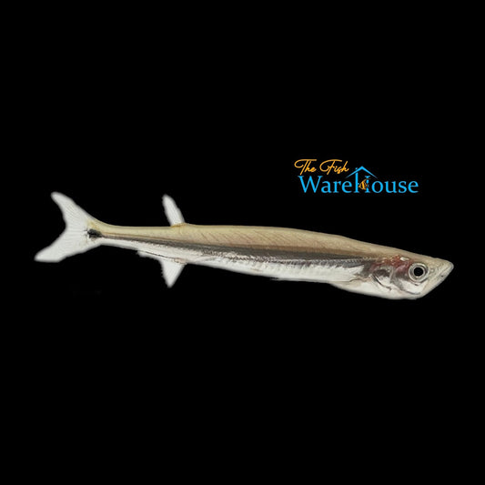 Giant Sword Minnow (Macrochirichthys macrochirus)