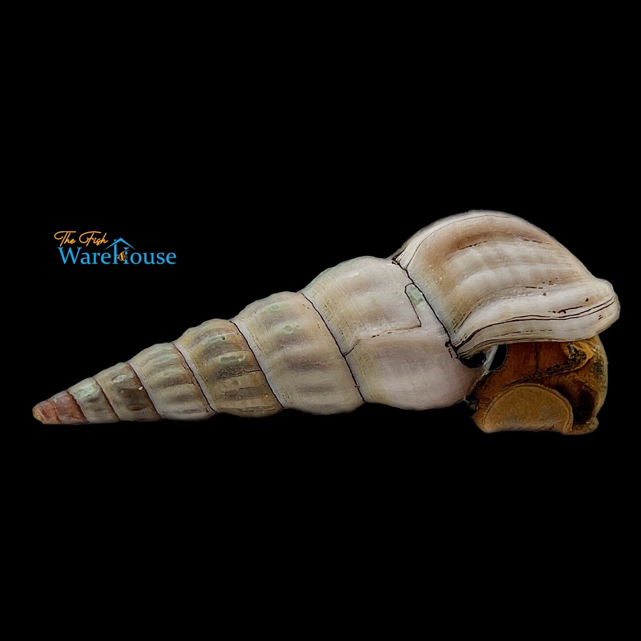 Giant Tower Cap Snail (Brotia herculea 'White')