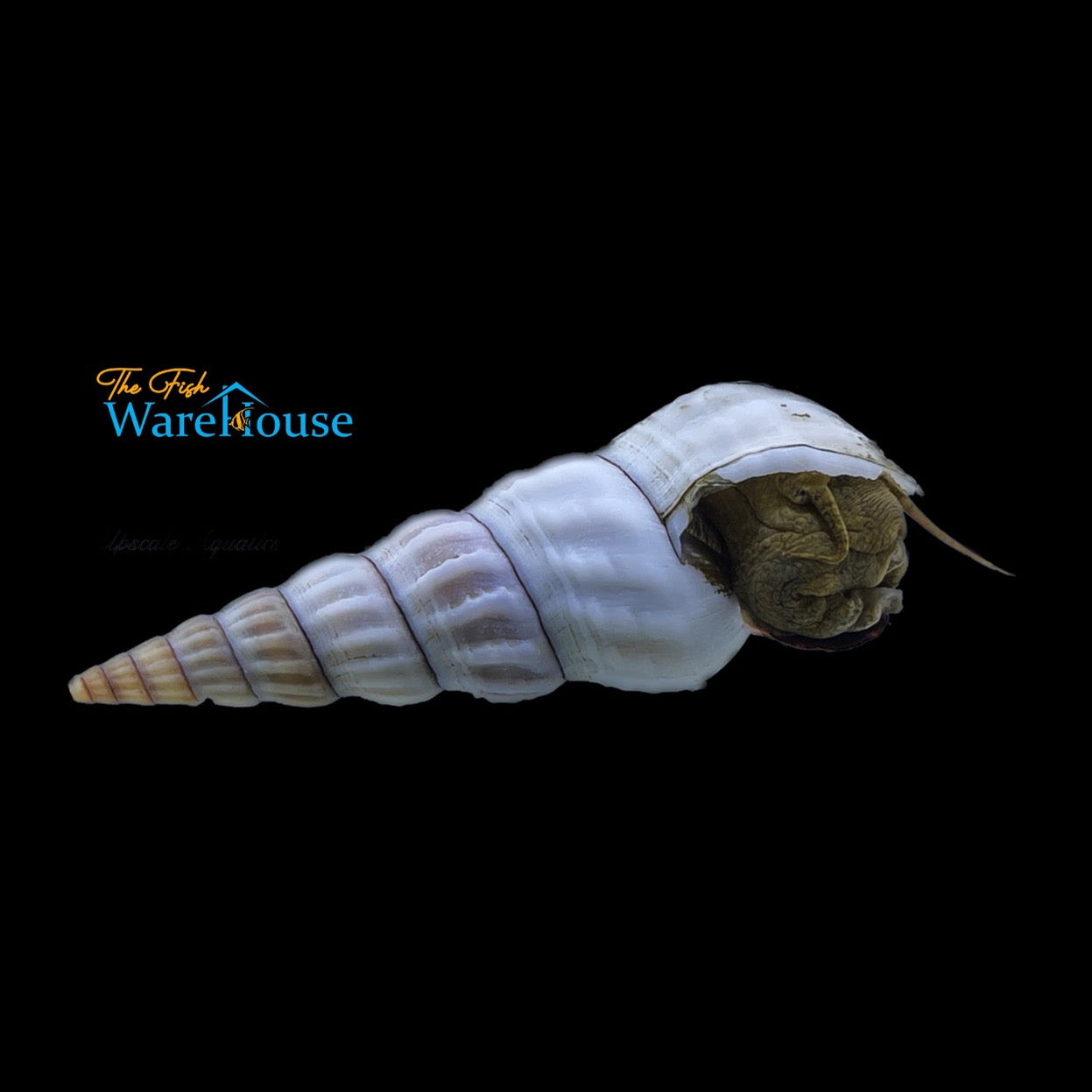 Giant Tower Cap Snail (Brotia herculea 'White')