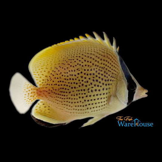 Speckled 'Citron' Butterflyfish (Chaetodon citrinellus)
