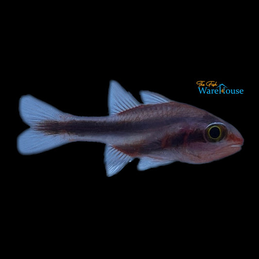 Halfband Cardinalfish (Apogon semiornatus)