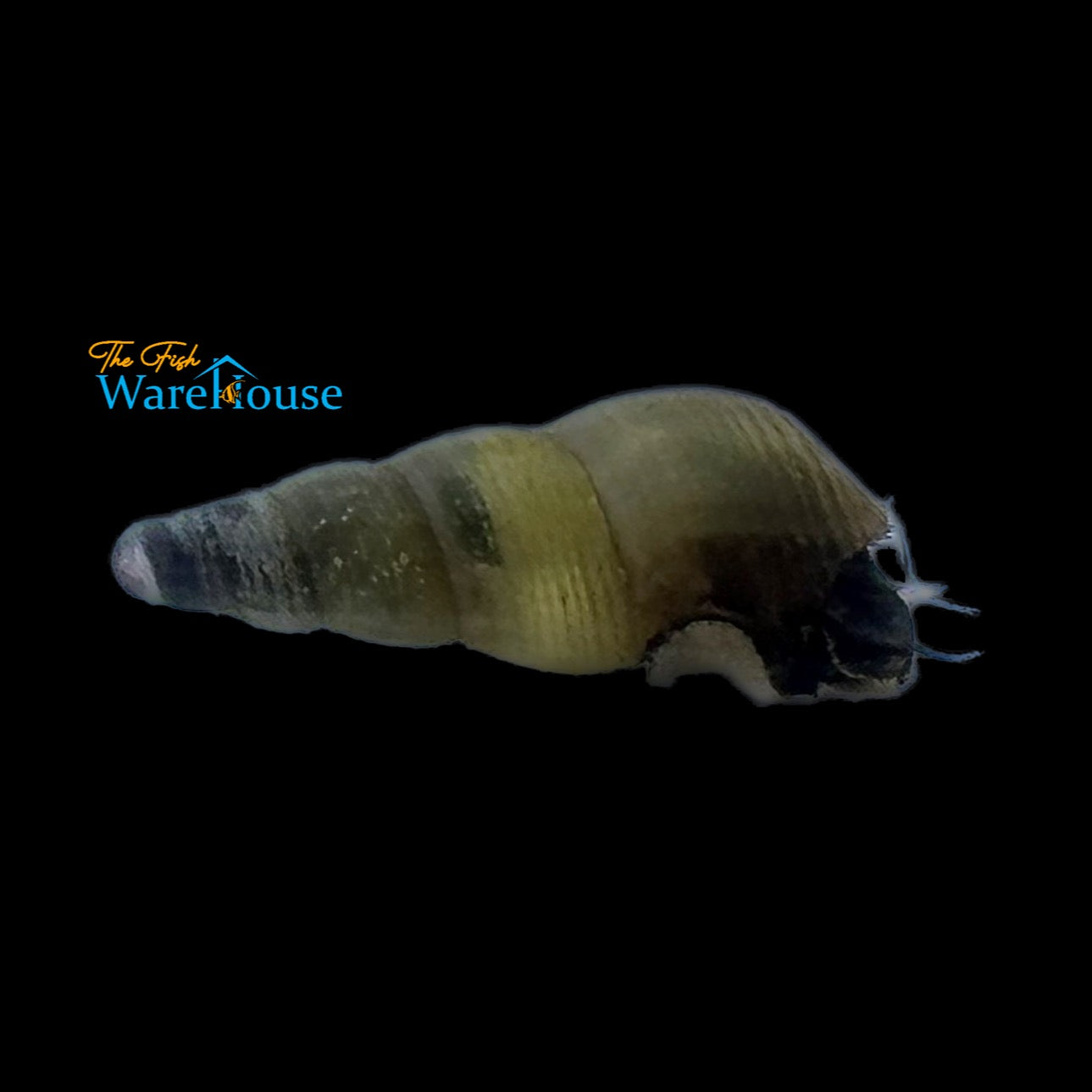 Malaysian Trumpet Snail (Melanoides tuberculata)