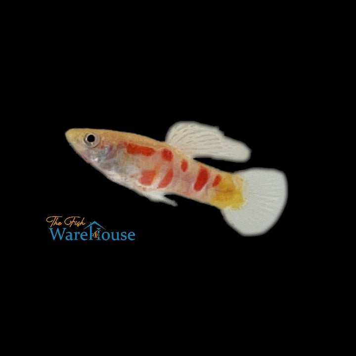 Ginga Rubra Guppy (Poecilia reticulata)