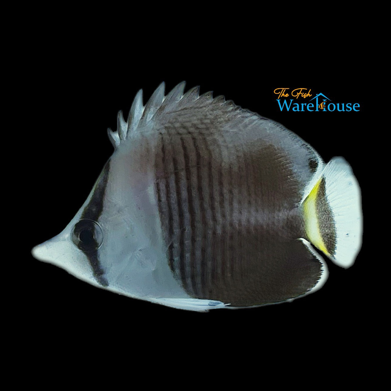 White Face Butterfly (Chaetodon mesoleucos)