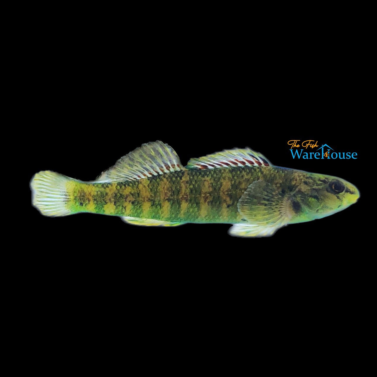 Banded Darter (Etheostoma zonale)