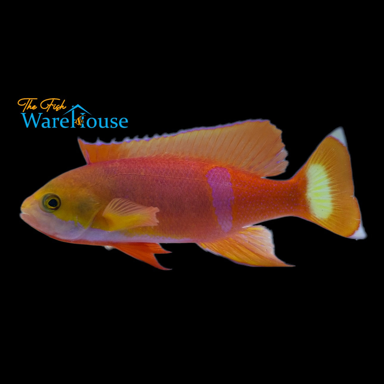 Pictilis Anthias - Male (Pseudanthias pictilis)