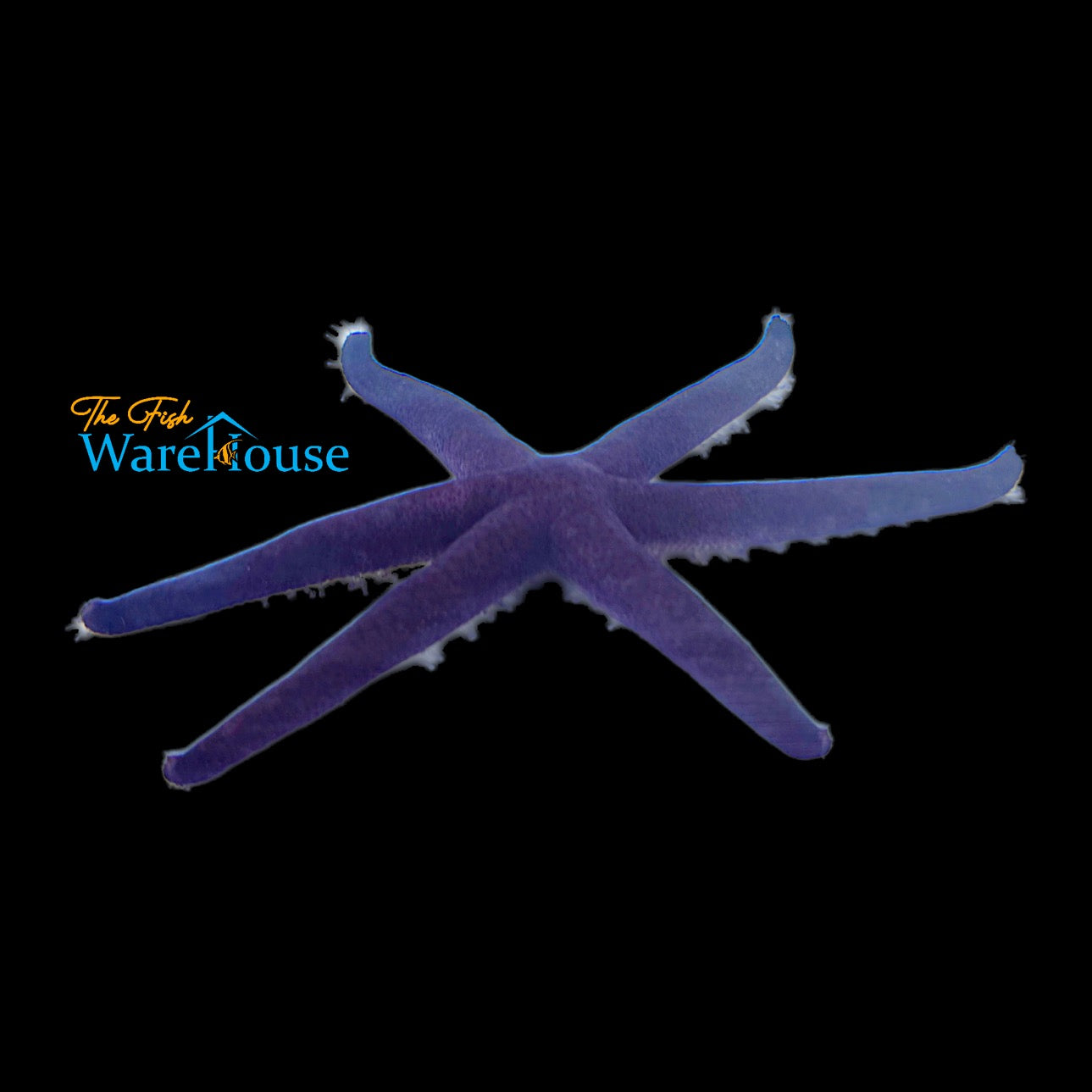 Purple Linckia Starfish (Linckia sp.)