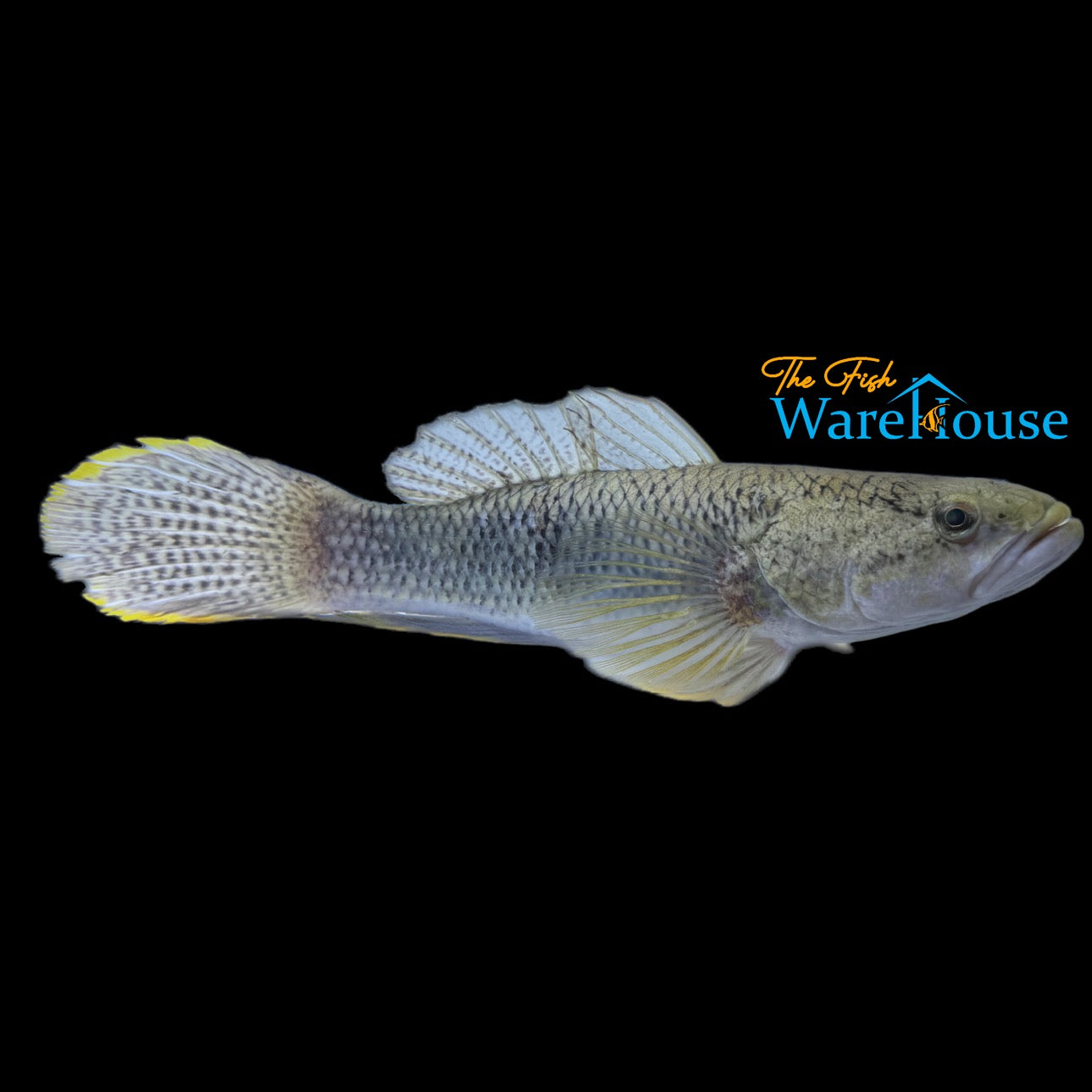 Giant Gudgeon Goby (Ophiocara gigas)