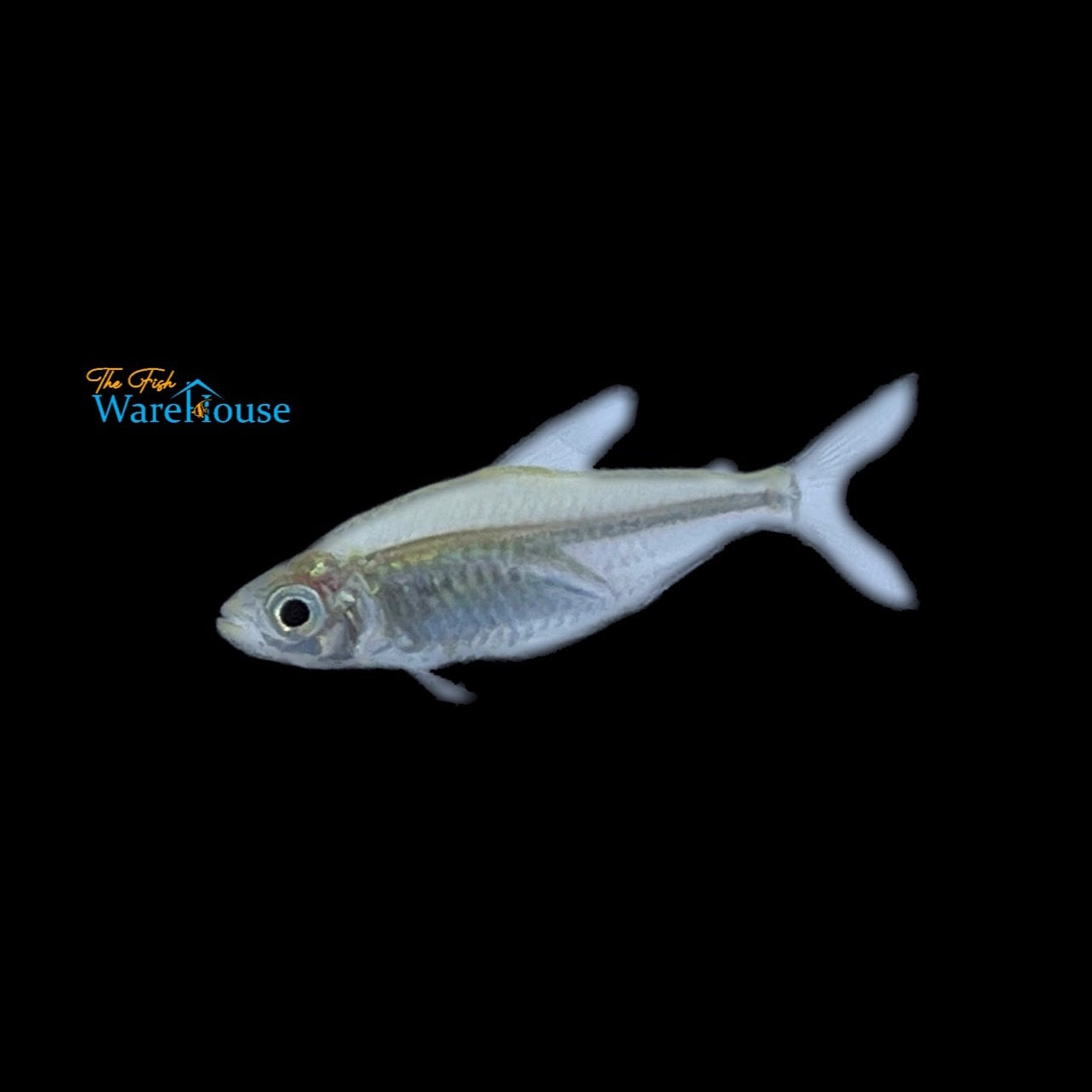 Glass Congo Tetra (Phenacogrammus interruptus glass)