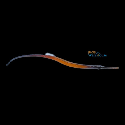 Janss' Pipefish (Doryrhamphus janssi)