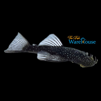 Aguaboa Bristlenose Pleco L032 (Ancistrus aguaboensis)