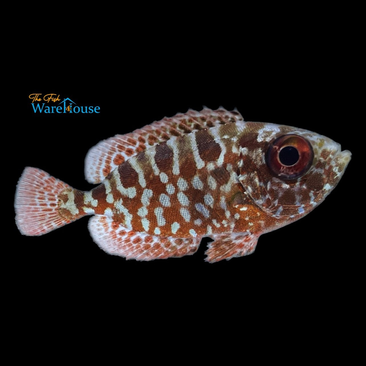 Glass Eye Squirrelfish (Heteropriacanthus cruentatus)