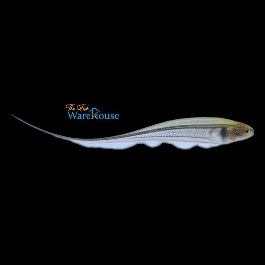 Glass Knifefish (Eigenmannia virescens)