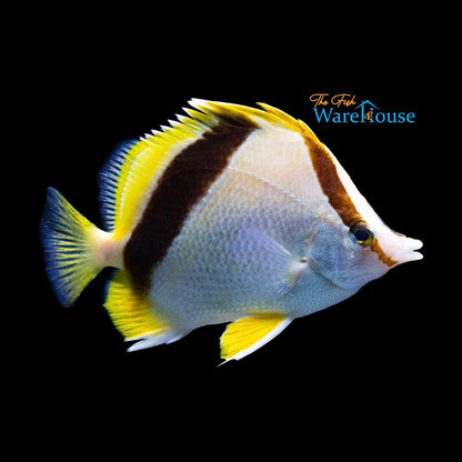 Bank's Butterflyfish (Prognathodes aya)