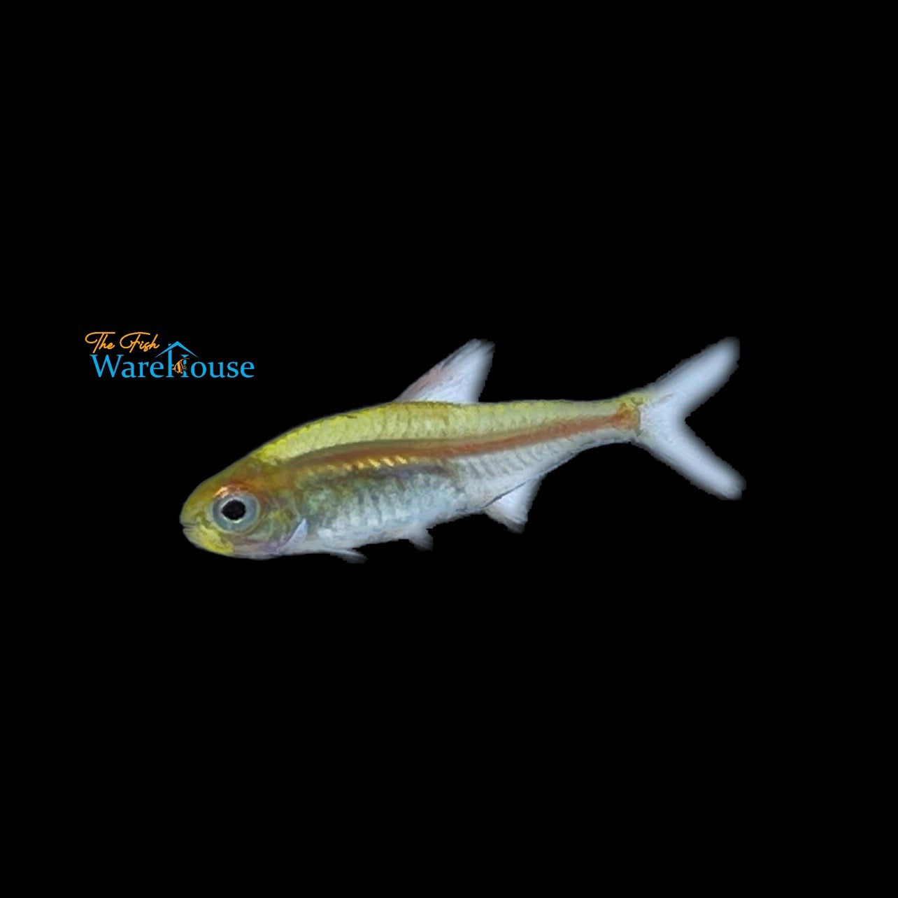 Glowlight Tetra (Hemigrammus erythrozonus)