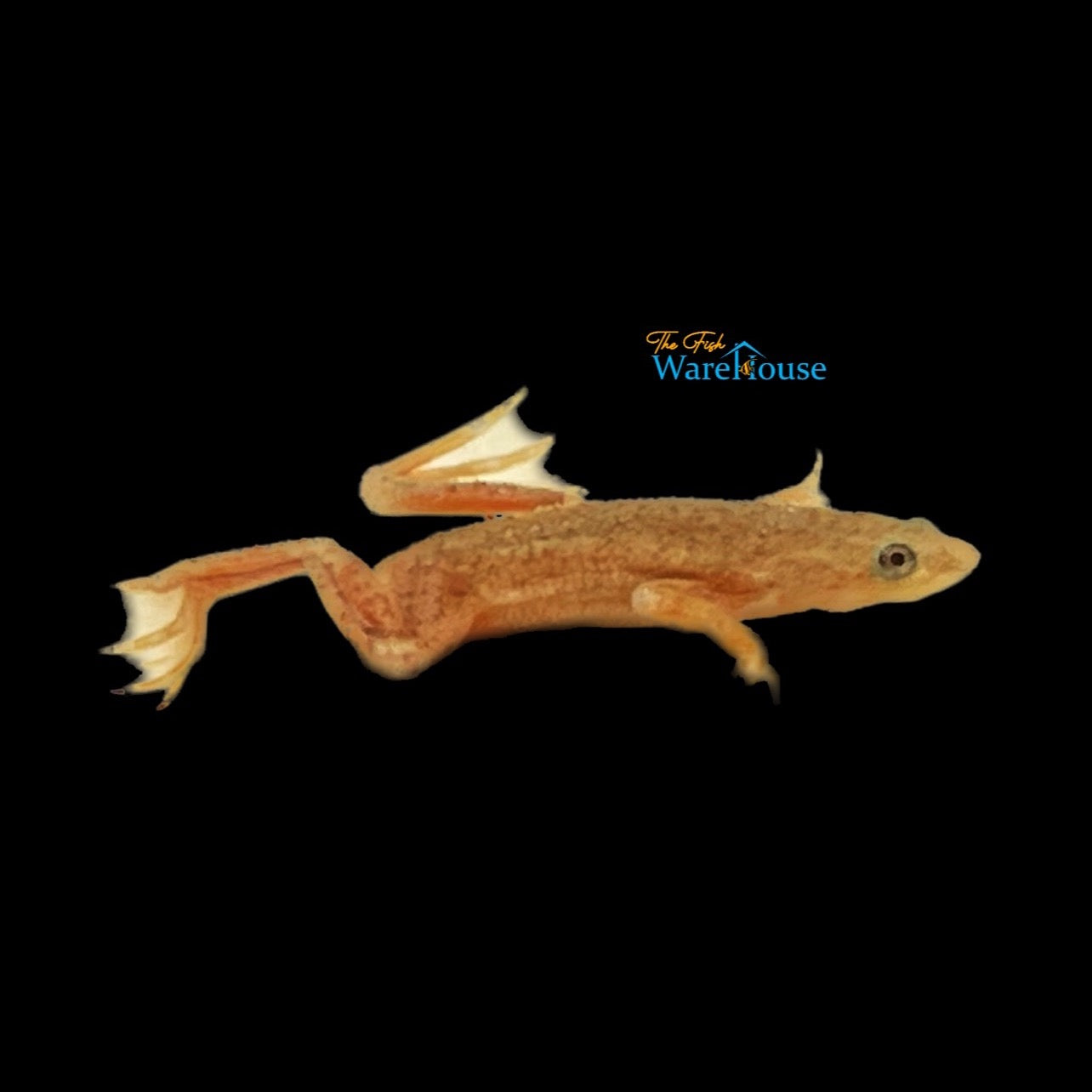 Gold African Dwarf Frog (Hymenochirus boettgeri 'gold')