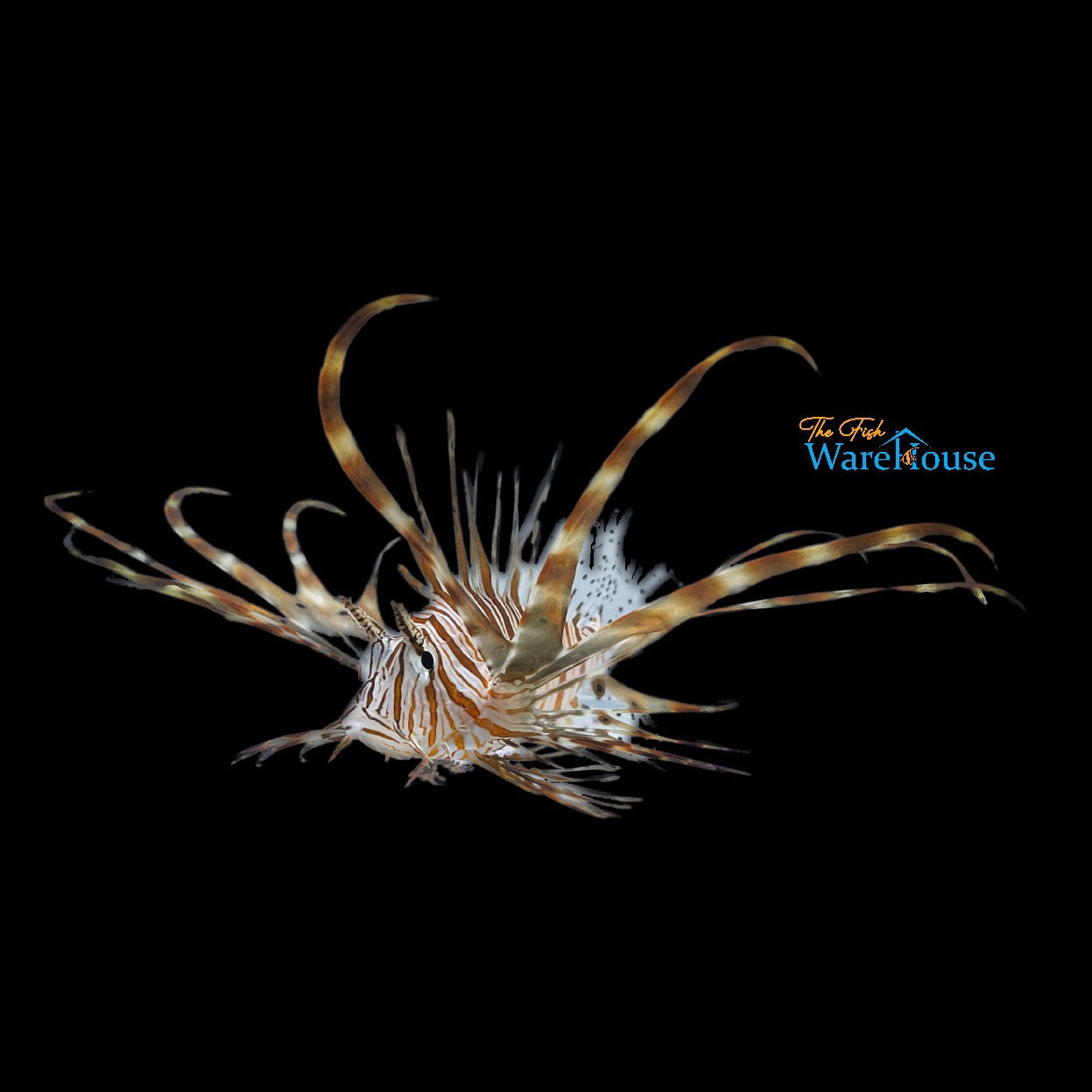 Miles Lionfish (Pterois miles)