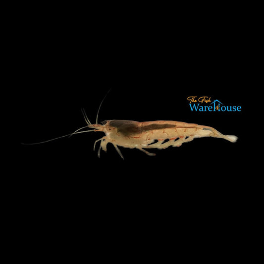 Gold Amano Shrimp (Caridina multidentata 'Gold')