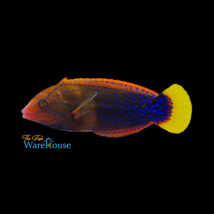 Red Coris Wrasse - Adult (Coris gaimard)