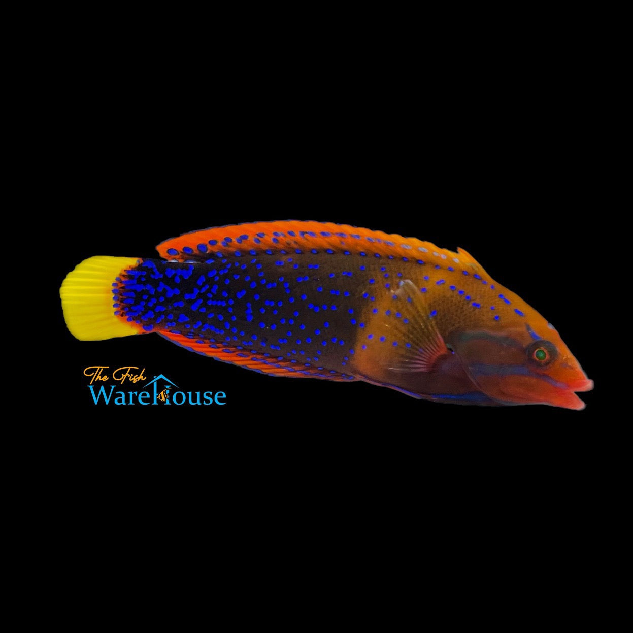 Red Coris Wrasse - Adult (Coris gaimard)