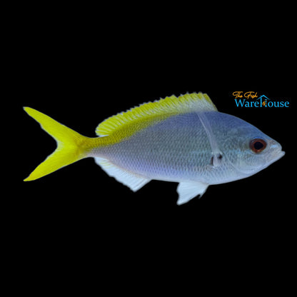 Yellow & Blueback Fusilier (Caesio teres)