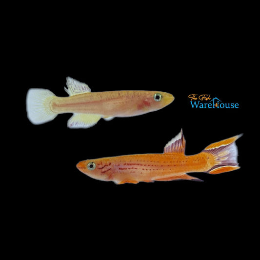 Gold Australe Killifish (Aphyosemion australe 'Gold')