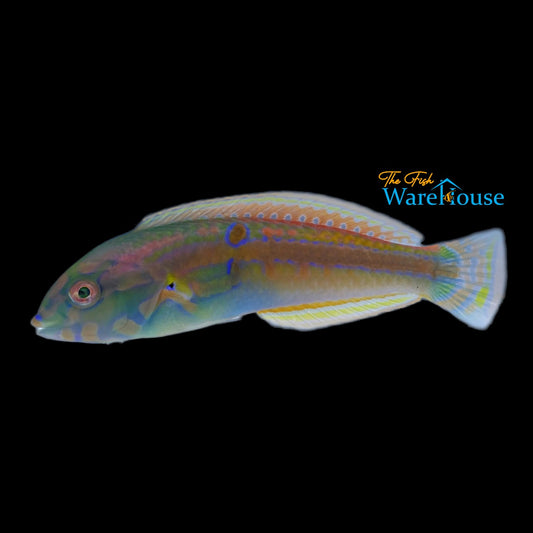 Shoulder Spot Wrasse (Leptojulis cyanopleura)