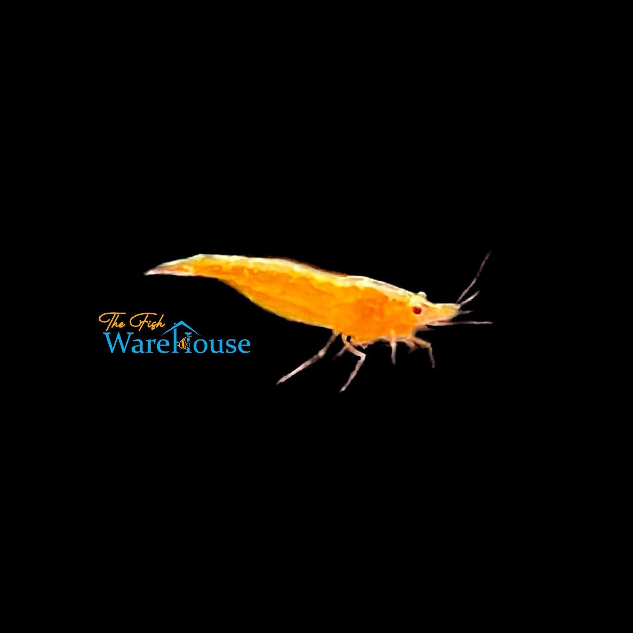 Gold Back Orange Sunkist Shrimp (Neocaridina davidi)