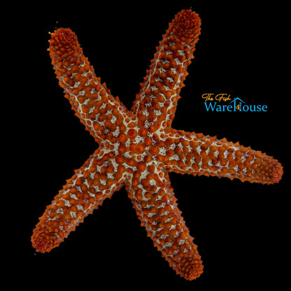 Orange Ridge Starfish (Echinaster spinulosus)