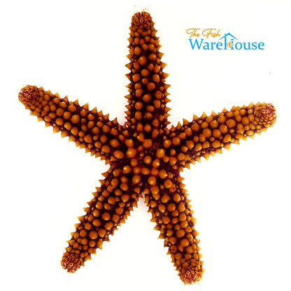 Orange Ridge Starfish (Echinaster spinulosus)