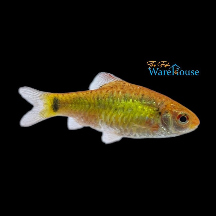 Gold Barb (Barbodes semifasciolatus)