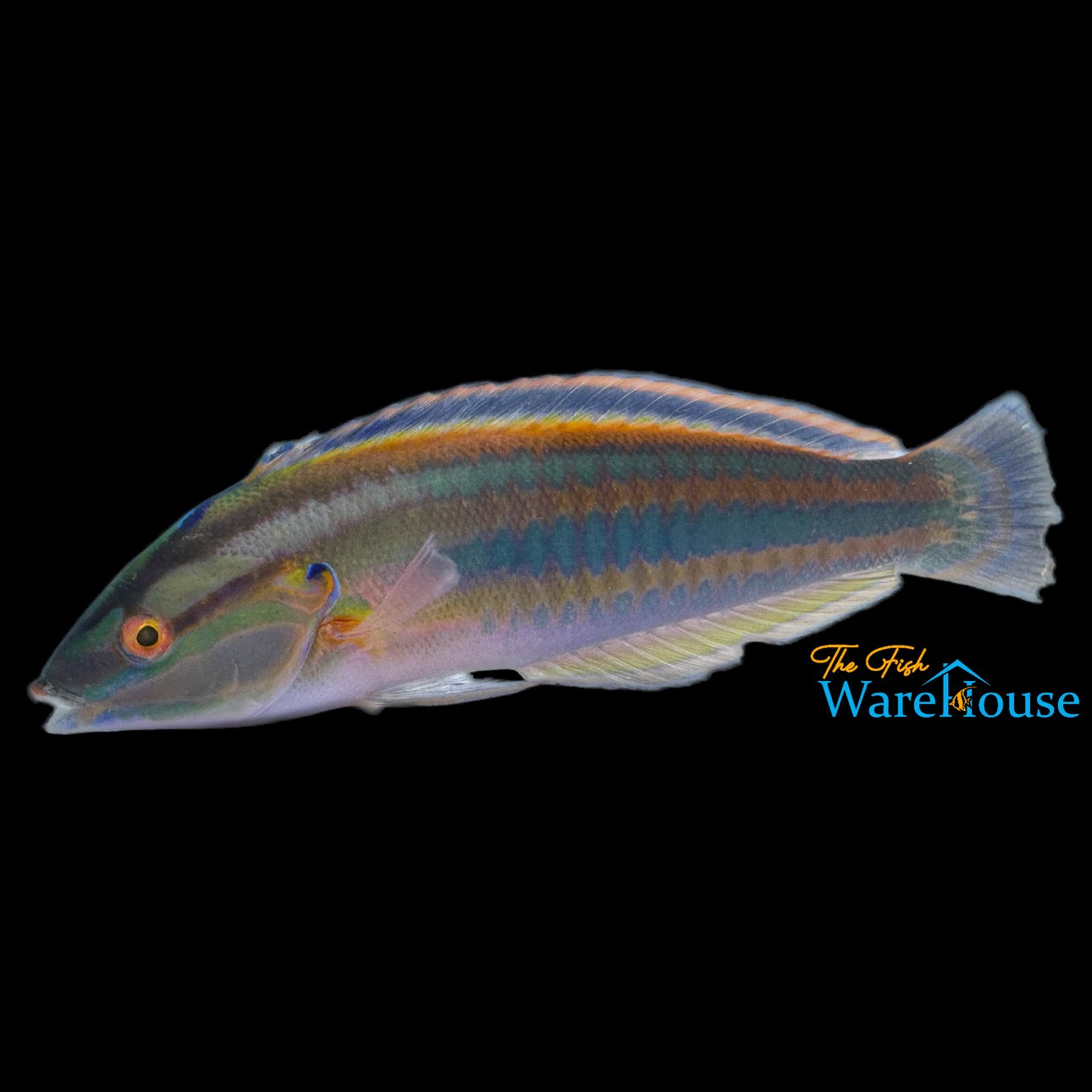 Atlantic Rainbow Coris Wrasse (Coris atlantica)