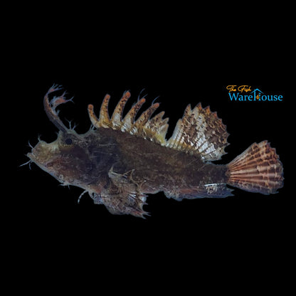 Ambon Scorpionfish (Pteroidichthys amboinensis)
