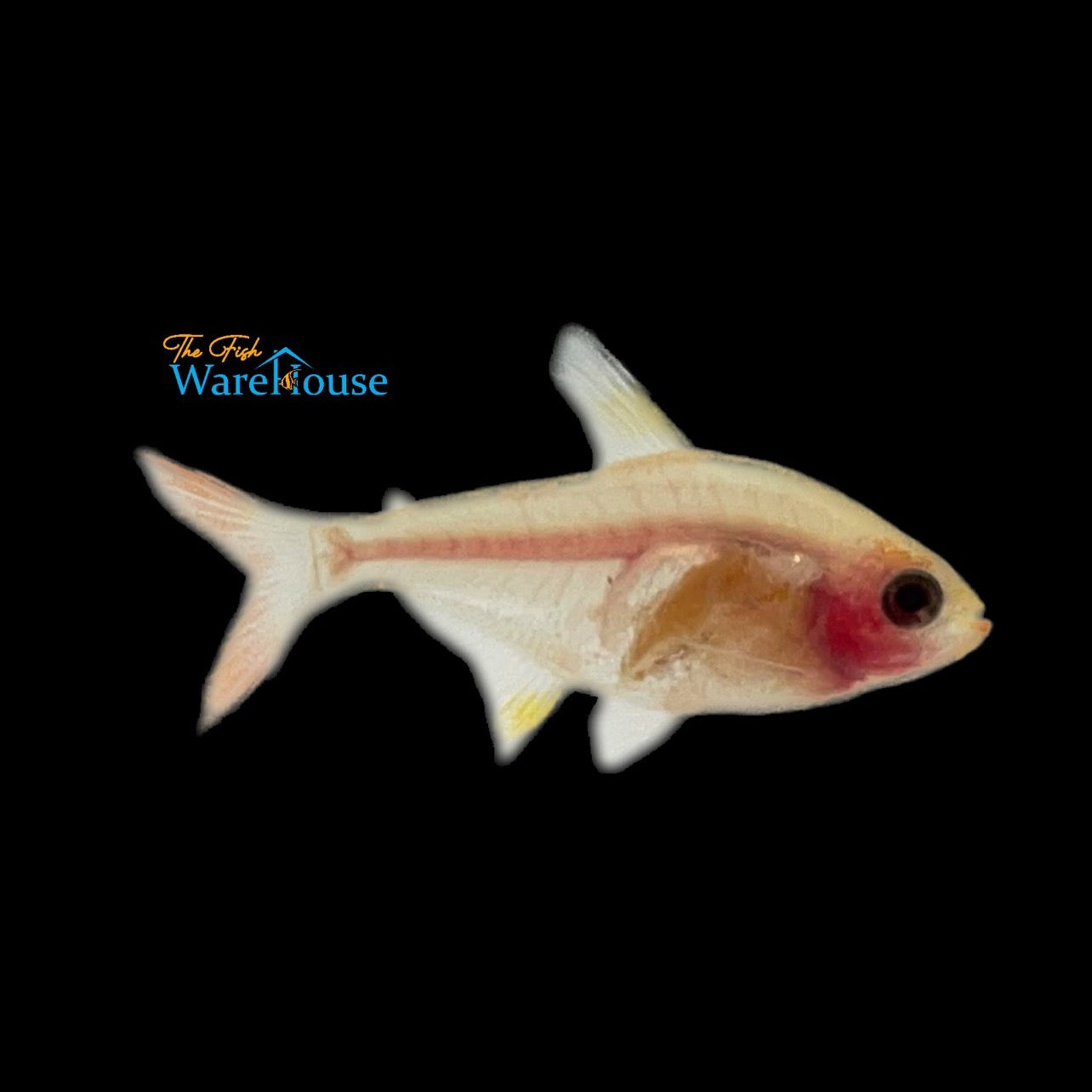 Gold Blushing X-Ray Tetra (Pristella maxillaris)