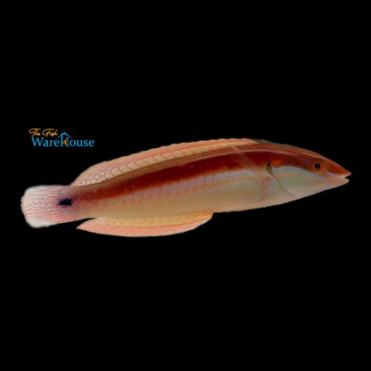 Spot Tail Coris Wrasse (Coris caudimacula)