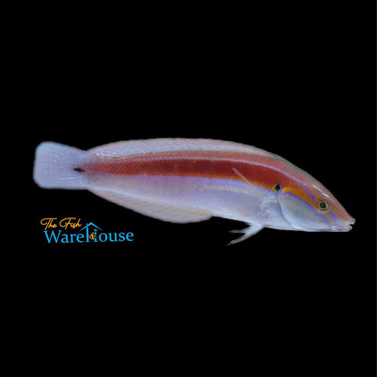 Spot Tail Coris Wrasse (Coris caudimacula)