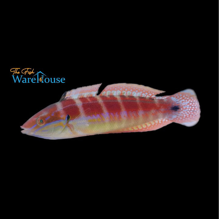 Spot Tail Coris Wrasse (Coris caudimacula)